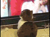 4qJuI.gif