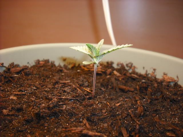 DSCF0167.jpg