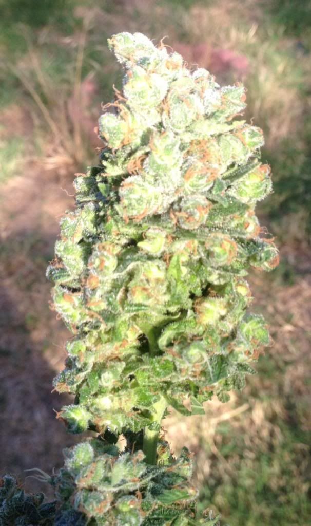 ckxlush_zpsa69ed3d1.jpg