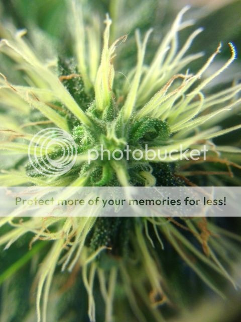 bbbbbimage_72_zps32560a57.jpeg