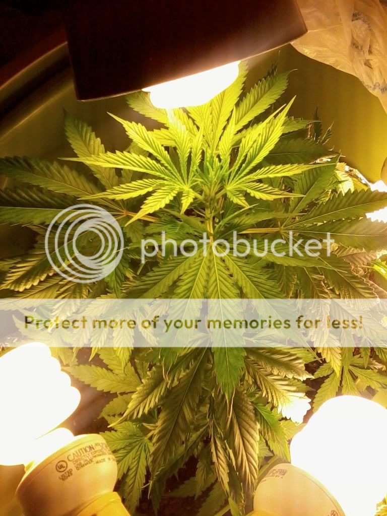 MotzWeek3Flower1.jpg