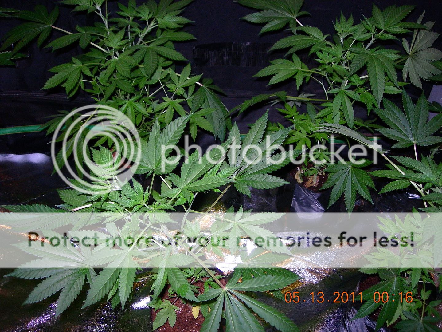 DSCN9500.jpg