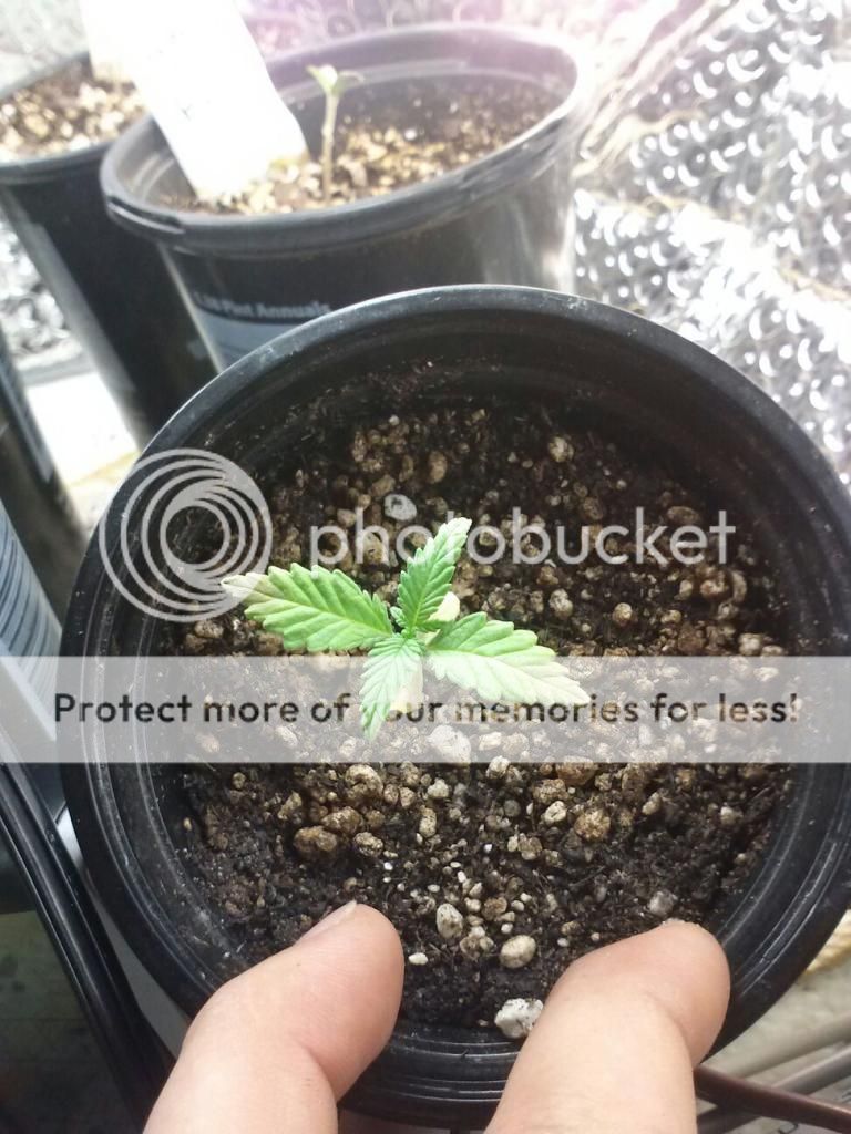 1224120906a_zpsf5c5e10b.jpeg