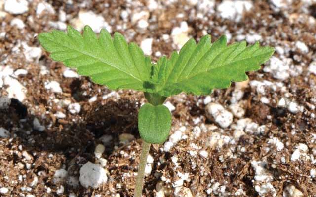 spring-planting-2013-article.jpg