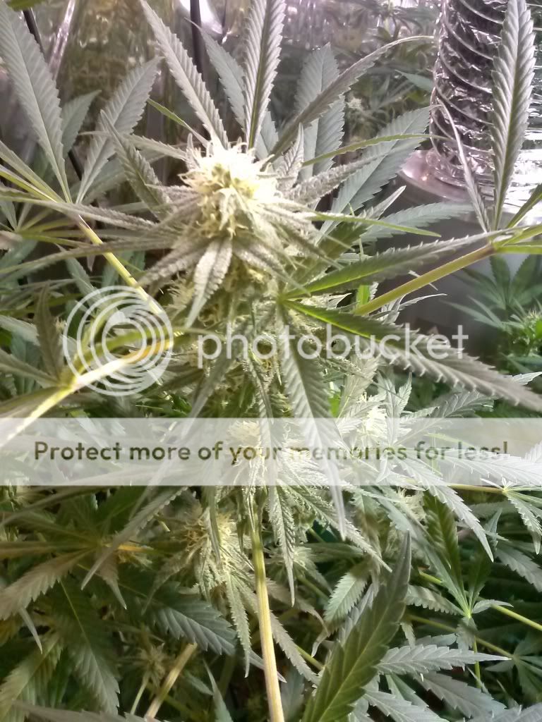 CAM00569_zpsdf6d4eba.jpg