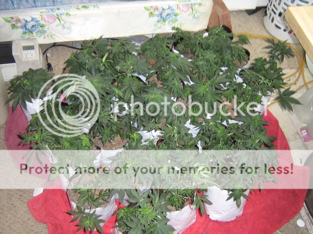 IMG_3698_zps563c1e3f.jpg