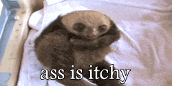 tumblr_mn8itvaNKb1srxgono1_250.gif
