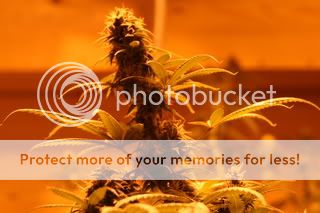 Budpics3-4006.jpg