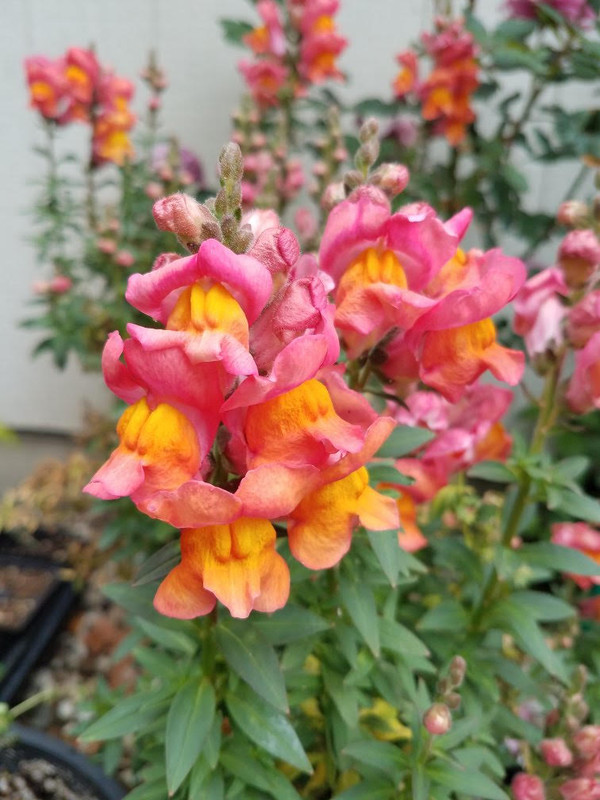 5242021snapdragon.jpg