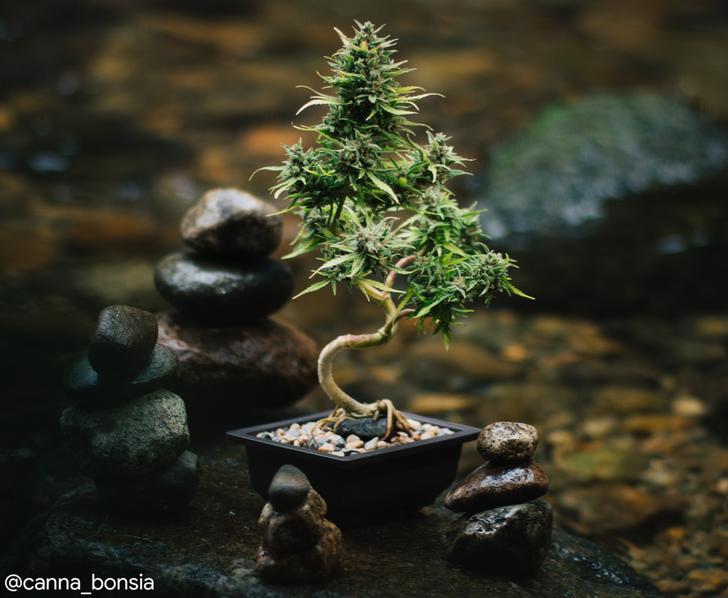 These Are the Chillest Cannabis Bonsai Trees in the World