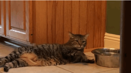 gifs_16.gif