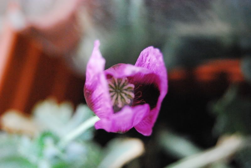 dsc_0021.jpg