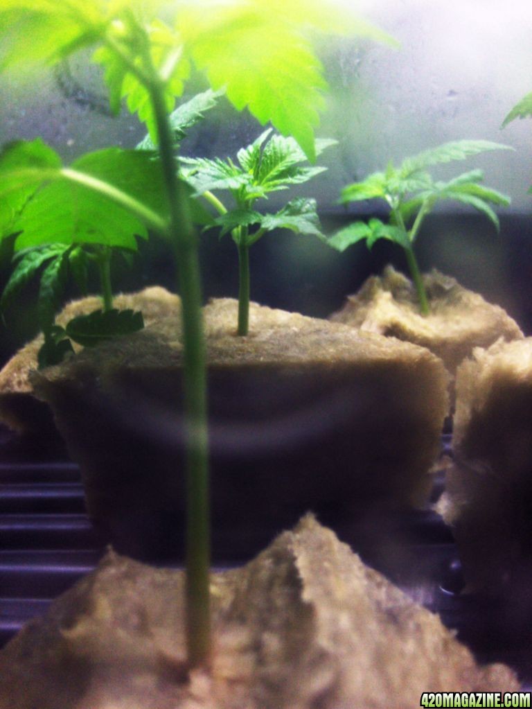 clones41.jpg