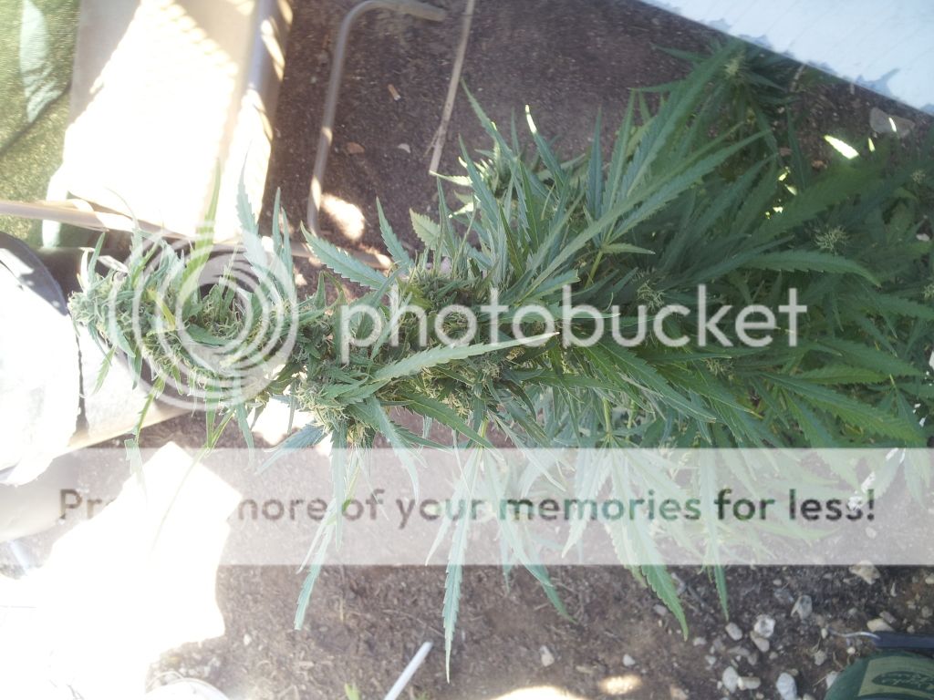 2012-10-28130843.jpg