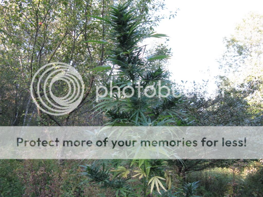 Photo167.jpg