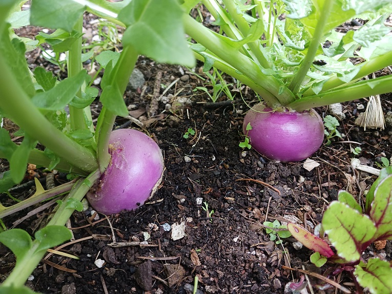 gardenb5272022.jpg