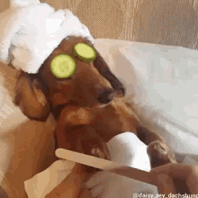 Dachshund Dog GIF - Dachshund Dog Relaxing - Discover & Share GIFs