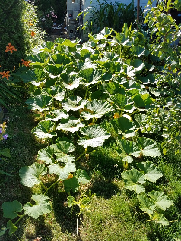 pumpkin1b.jpg