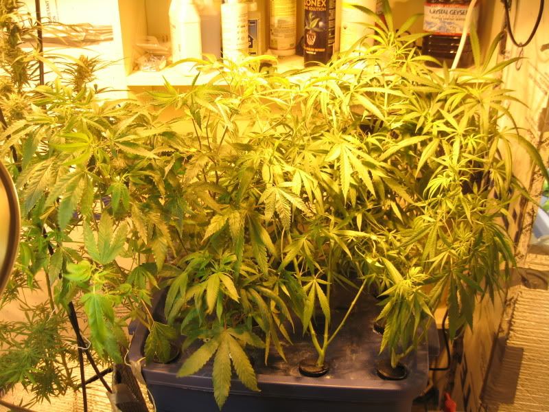 flowerday1.jpg