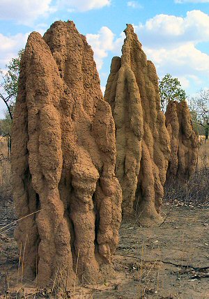 termite_hill.jpg
