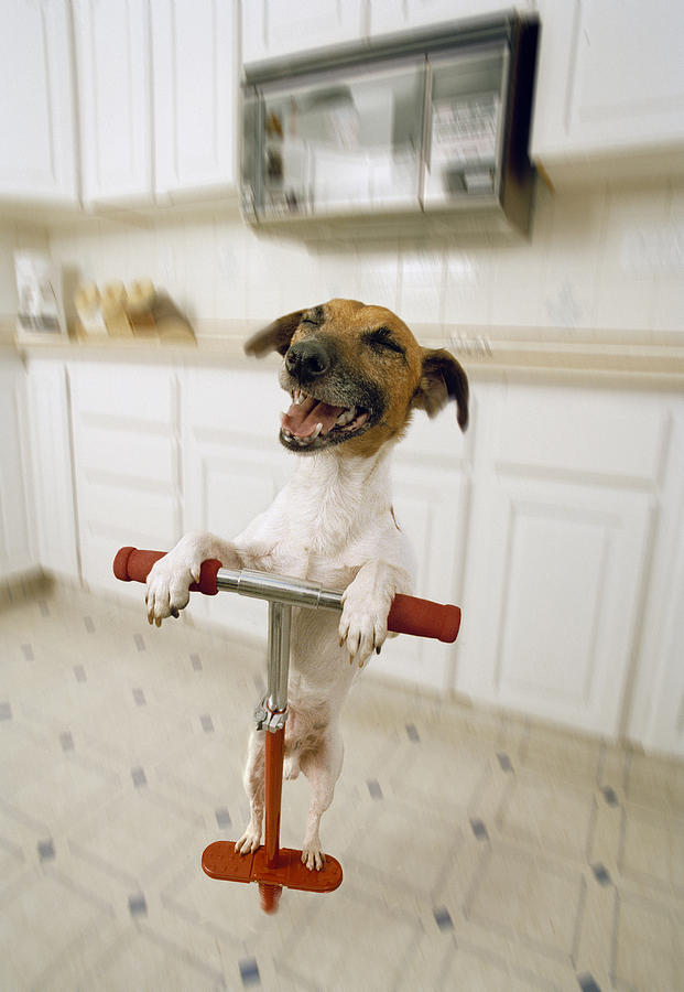 pogo-dog-darwin-wiggett.jpg