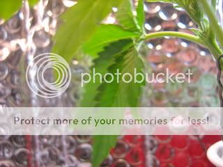 sprout003.jpg