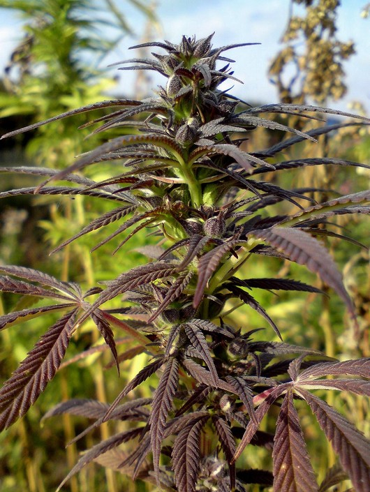 night-shade-feminised-marijuana-seeds.jpg