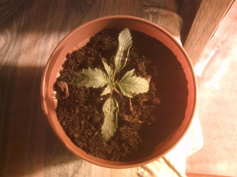 plant5edit.jpg