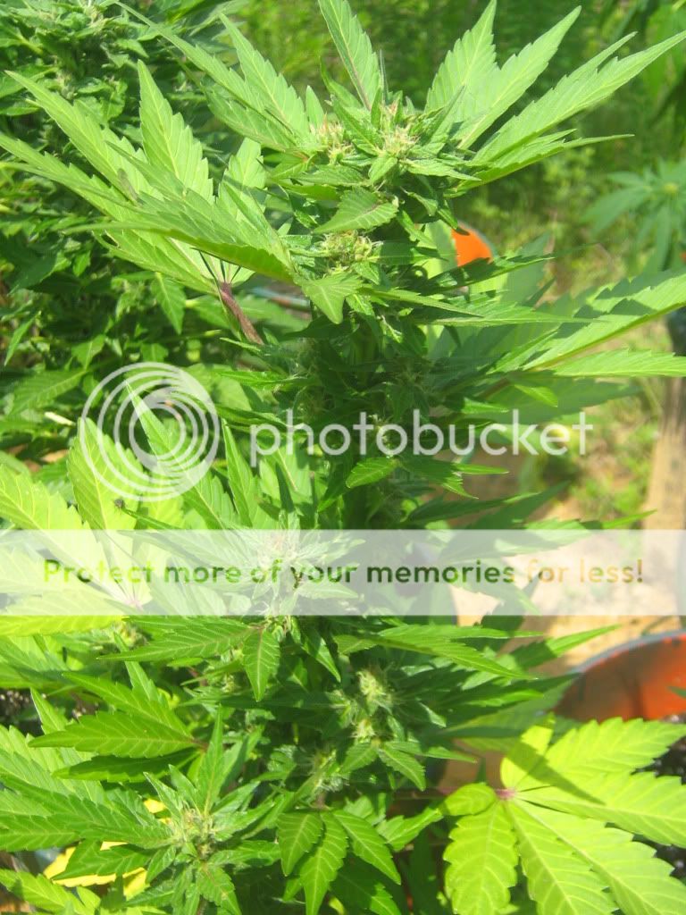 AutoBlueberry2-2.jpg
