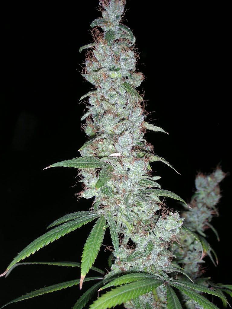 DSCN3123.jpg