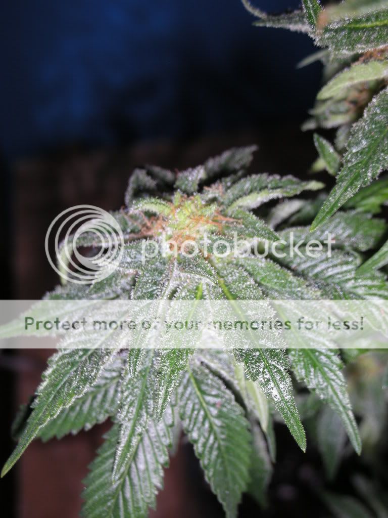 DSCN2328.jpg