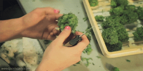 tumblr_m7smwg391v1qjczh3o6_500.gif