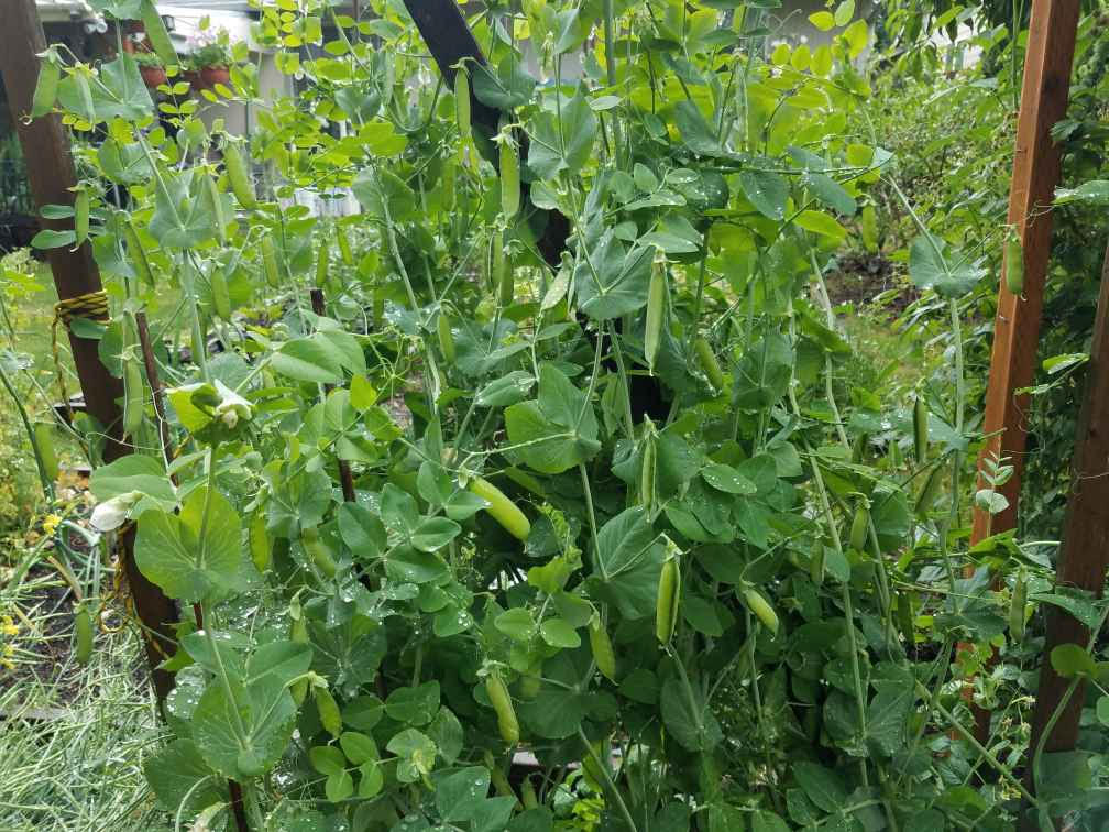 06132021peas.jpg
