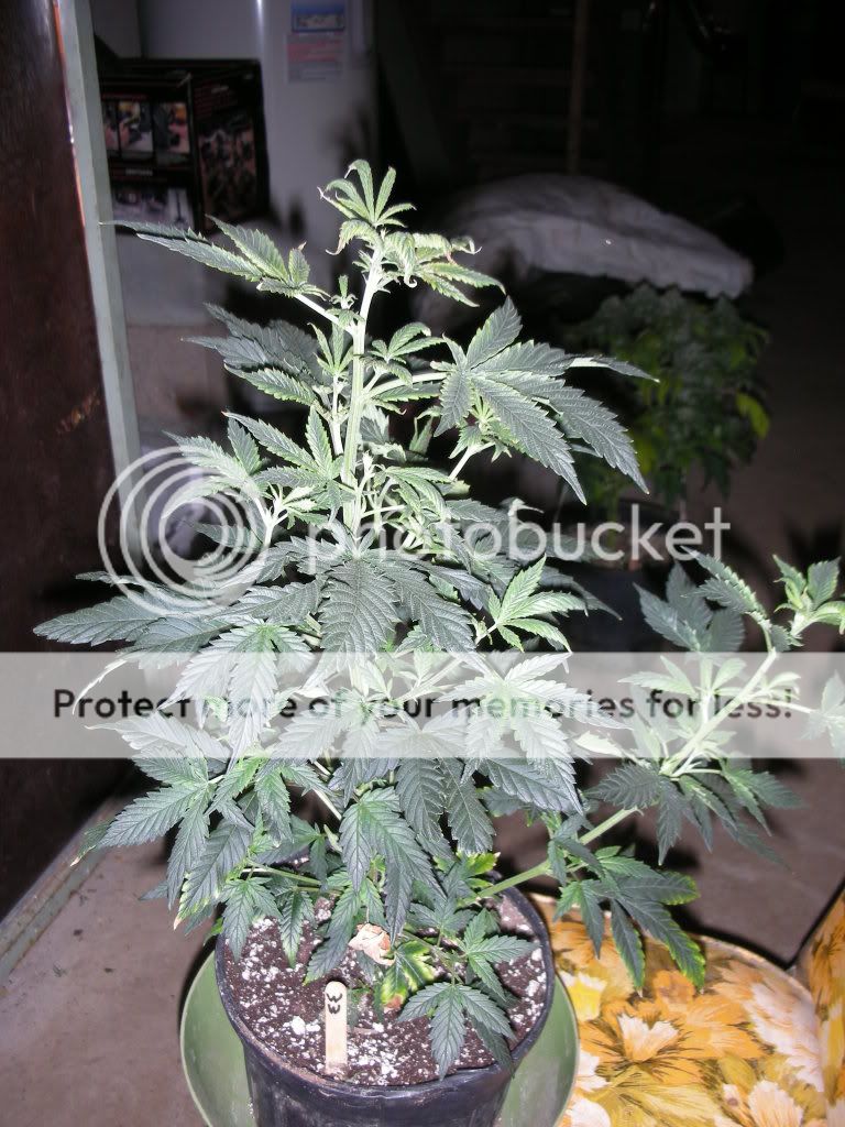 DSCN2129.jpg