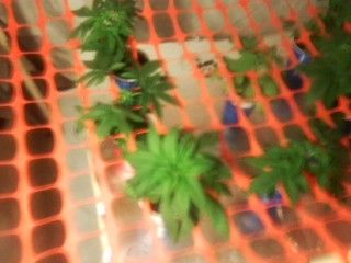phenohunt001_zps245f9dca.jpg