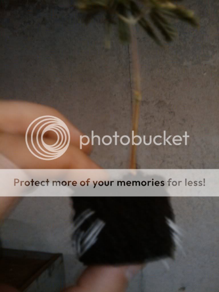 2011-06-19204948.jpg