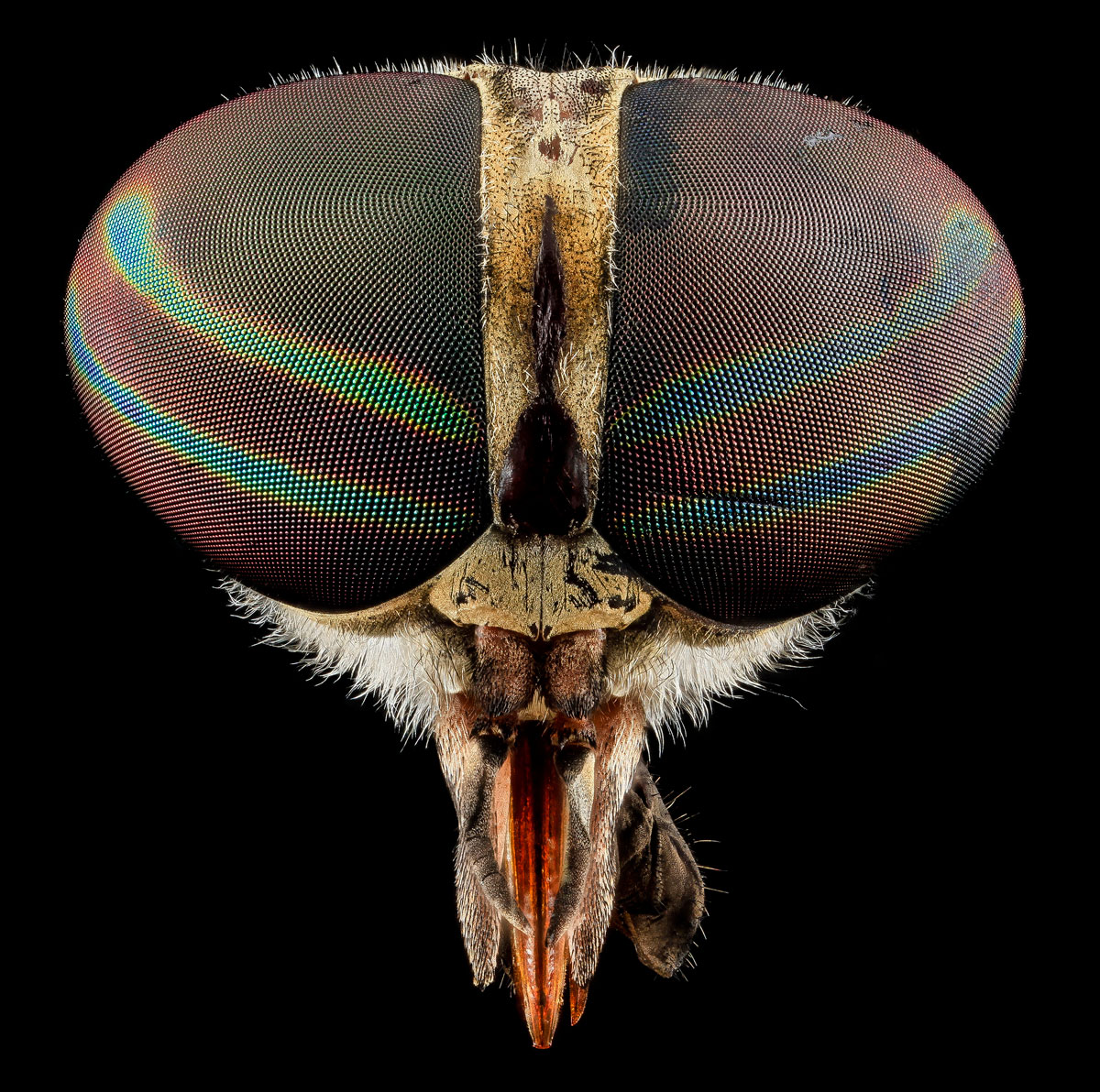 close-ups-of-insect-eyes-by-usgs-biml-6.jpg