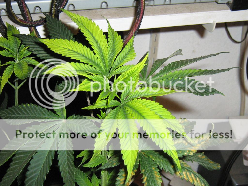 IMG_3743_zps5d5823d7.jpg