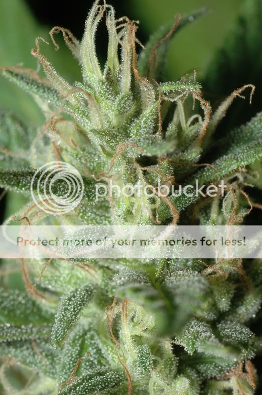 sticky3.jpg