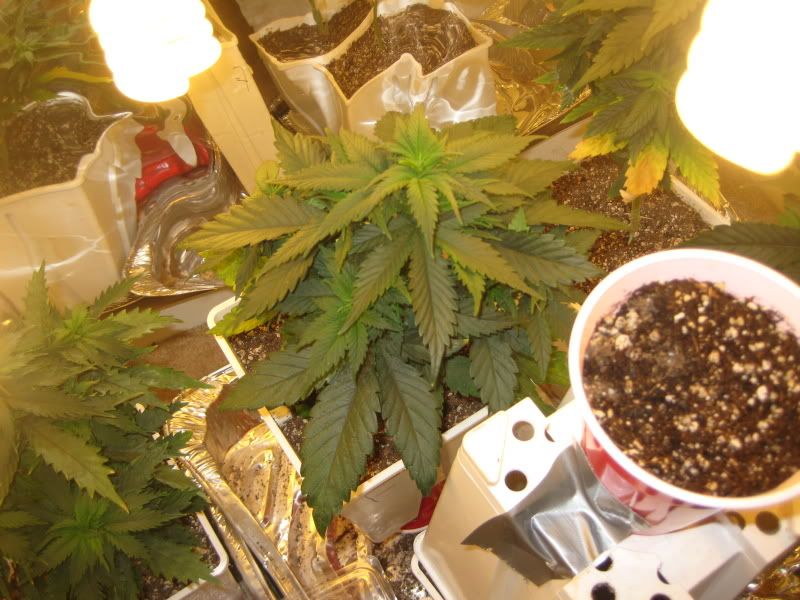 plants105.jpg