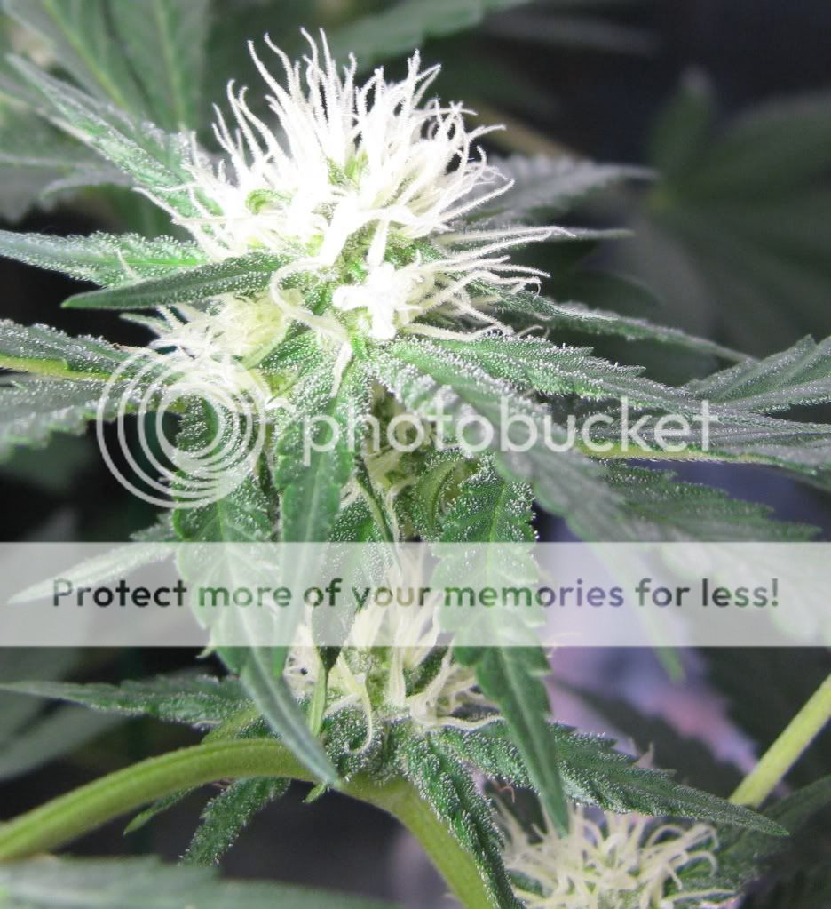 IMG_1717nugclose.jpg