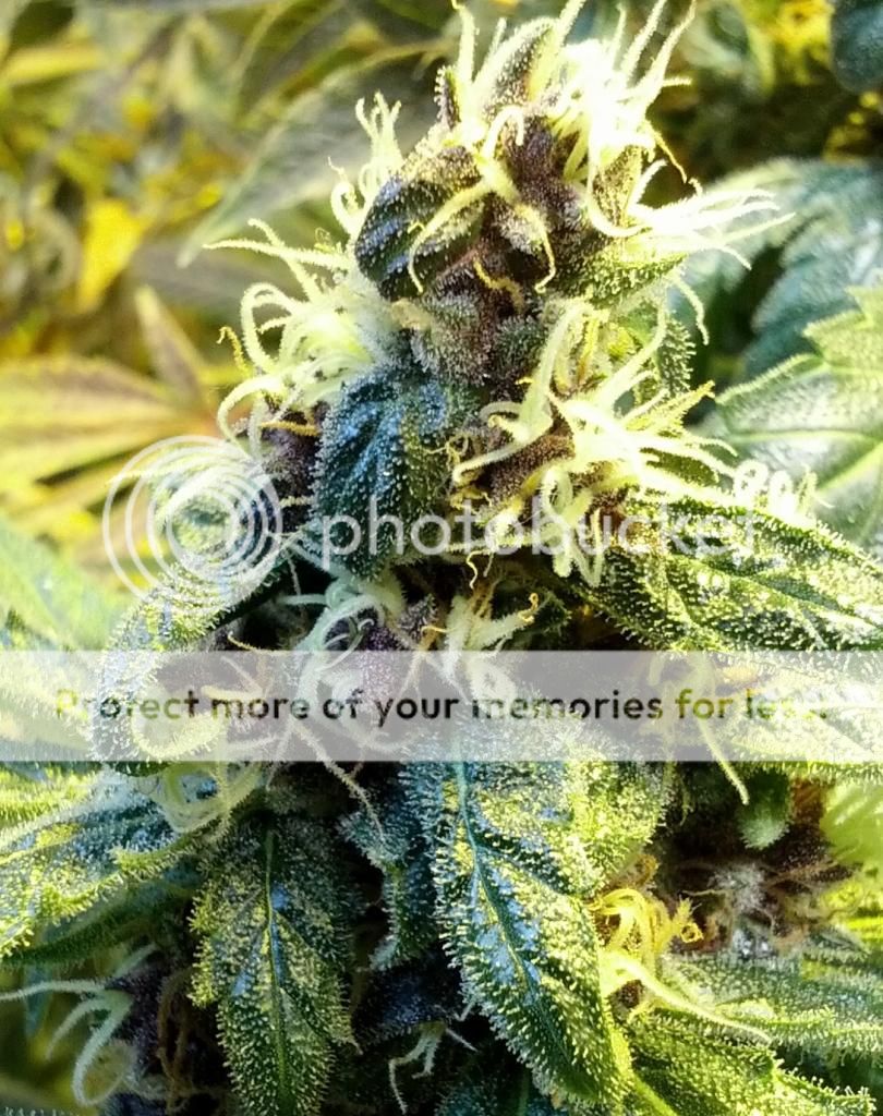 RedPurp21-28-15_zpsoynpamuy.jpg