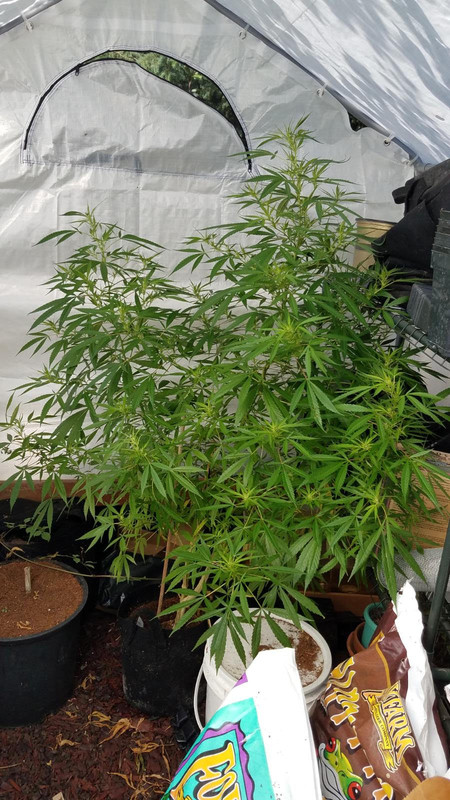 ciskeireveg09032019.jpg