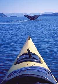 kayak_whaleSm.jpg