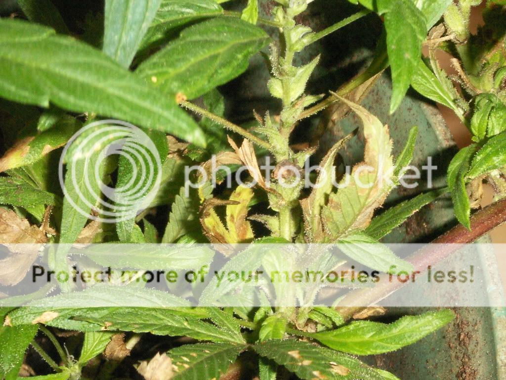 PICT0004.jpg