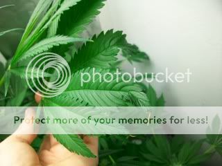 Picture.jpg