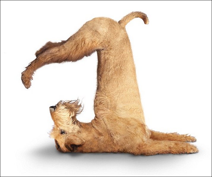 yoga-dogs01.jpg