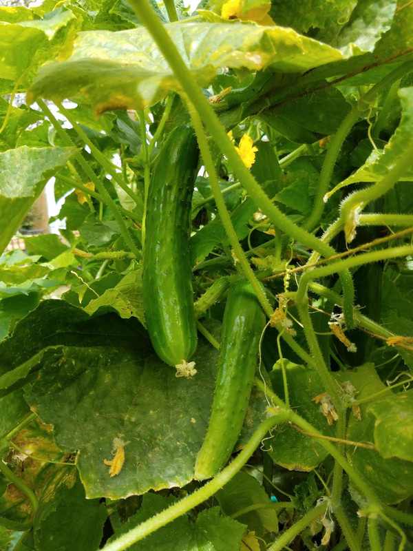 cucumber92.jpg