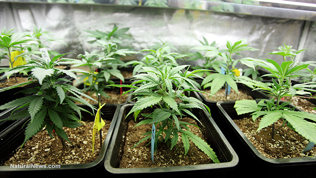 Marijuana-Crop-Growing-Indoors.jpg