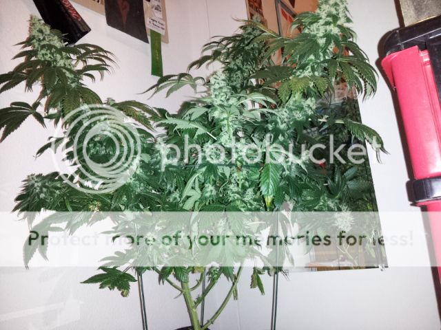 20121228_092724.jpg